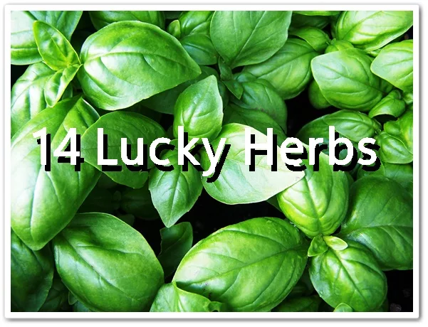 14 Herbs That Will Bring You Luck, Abundance, and Wealth